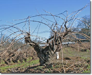 Original Grandpere Vineyard