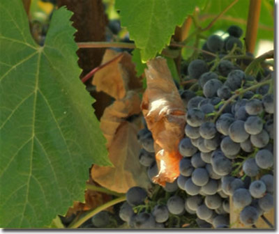 syrah grapes