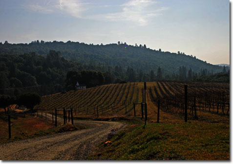 Butterfly Vineyards