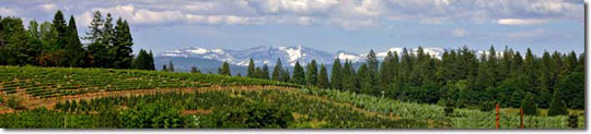 Grace Vineyards, El Dorado County